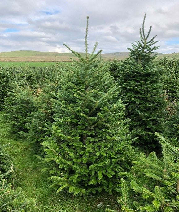 Fraser Fir Christmas Tree 7-8ft