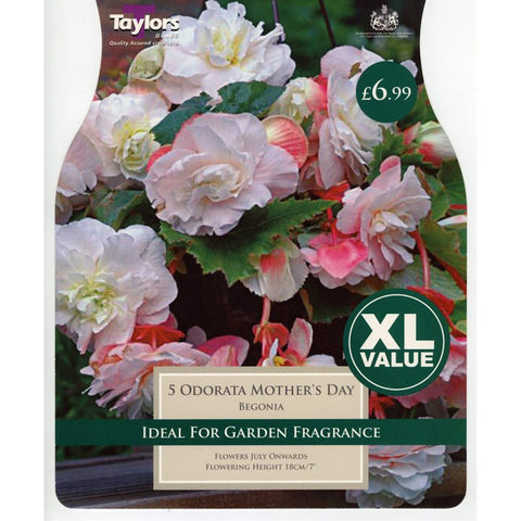 XL Begonia Odorata Mothers Day