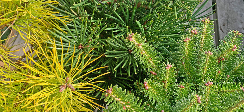 Conifers