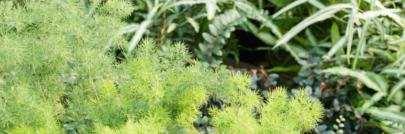 Ferns & Grasses