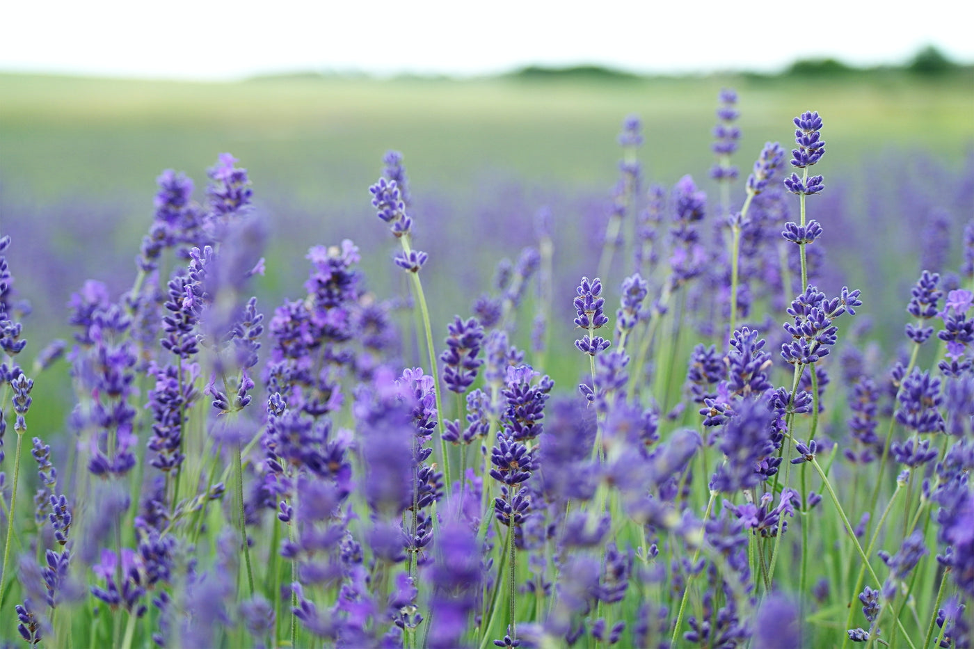 Lavenders