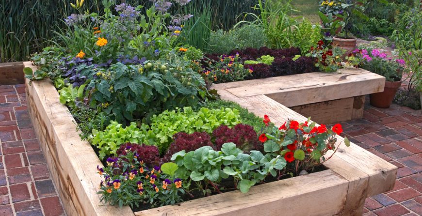 Bedding Plants