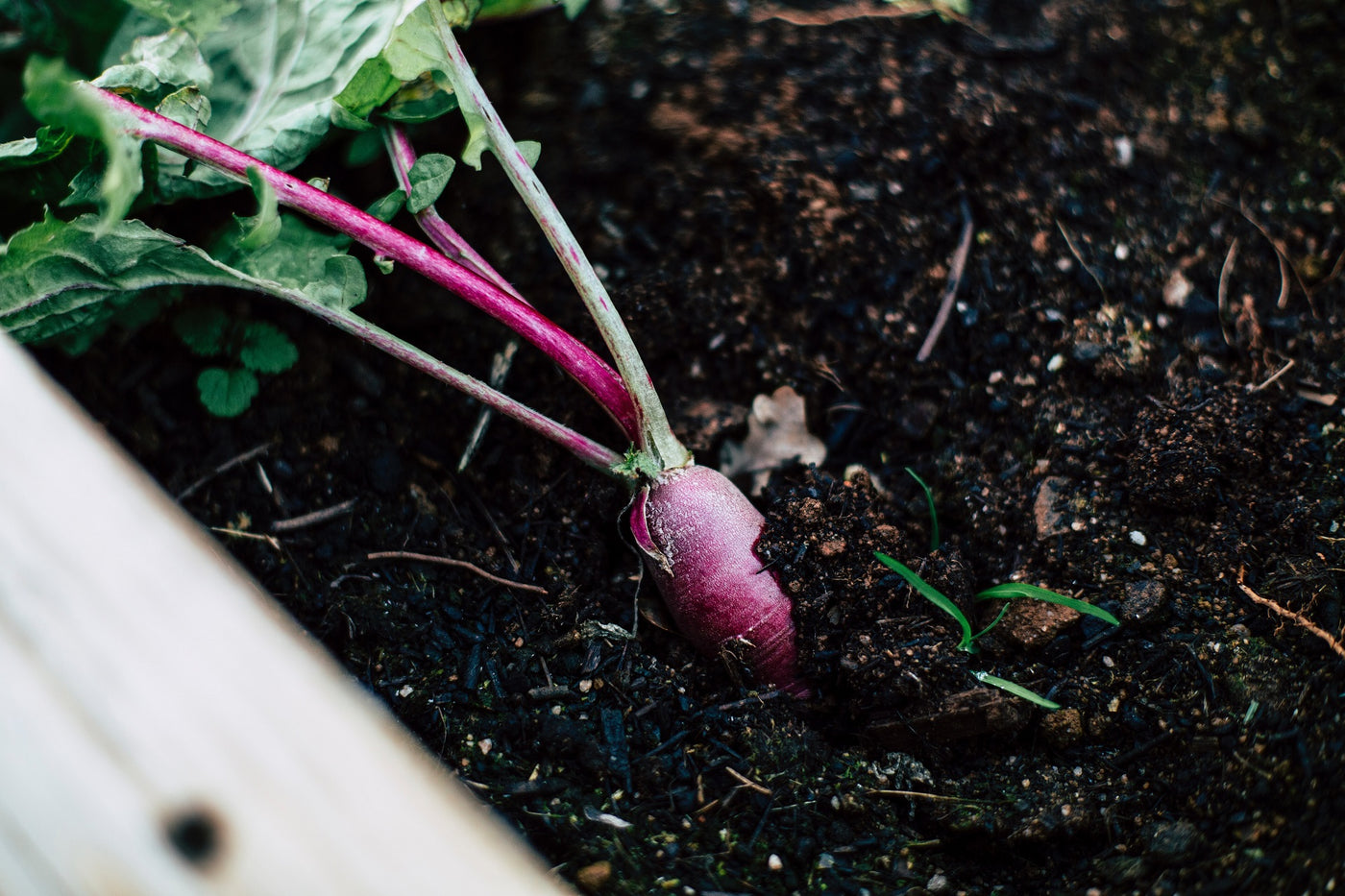 Vegetable Plants