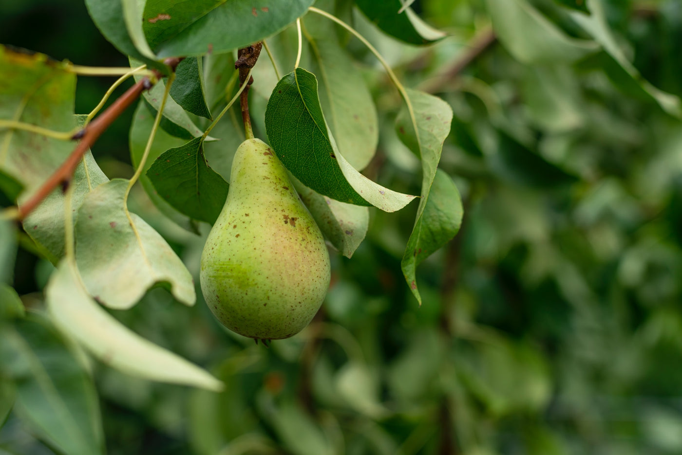 Fruit Trees