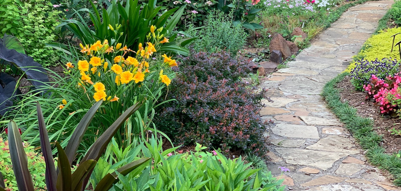 Plants