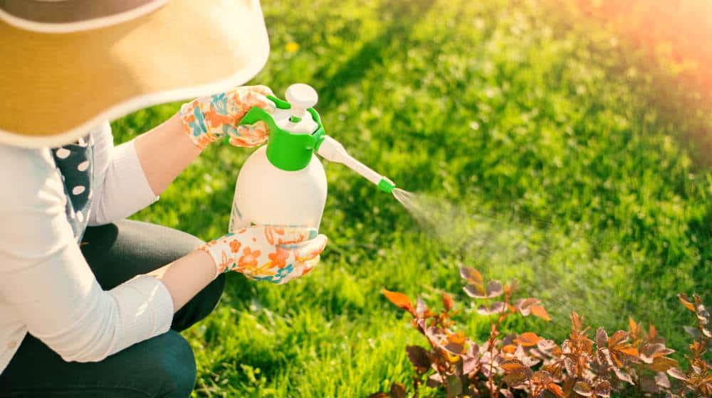 Insect & Pest Control