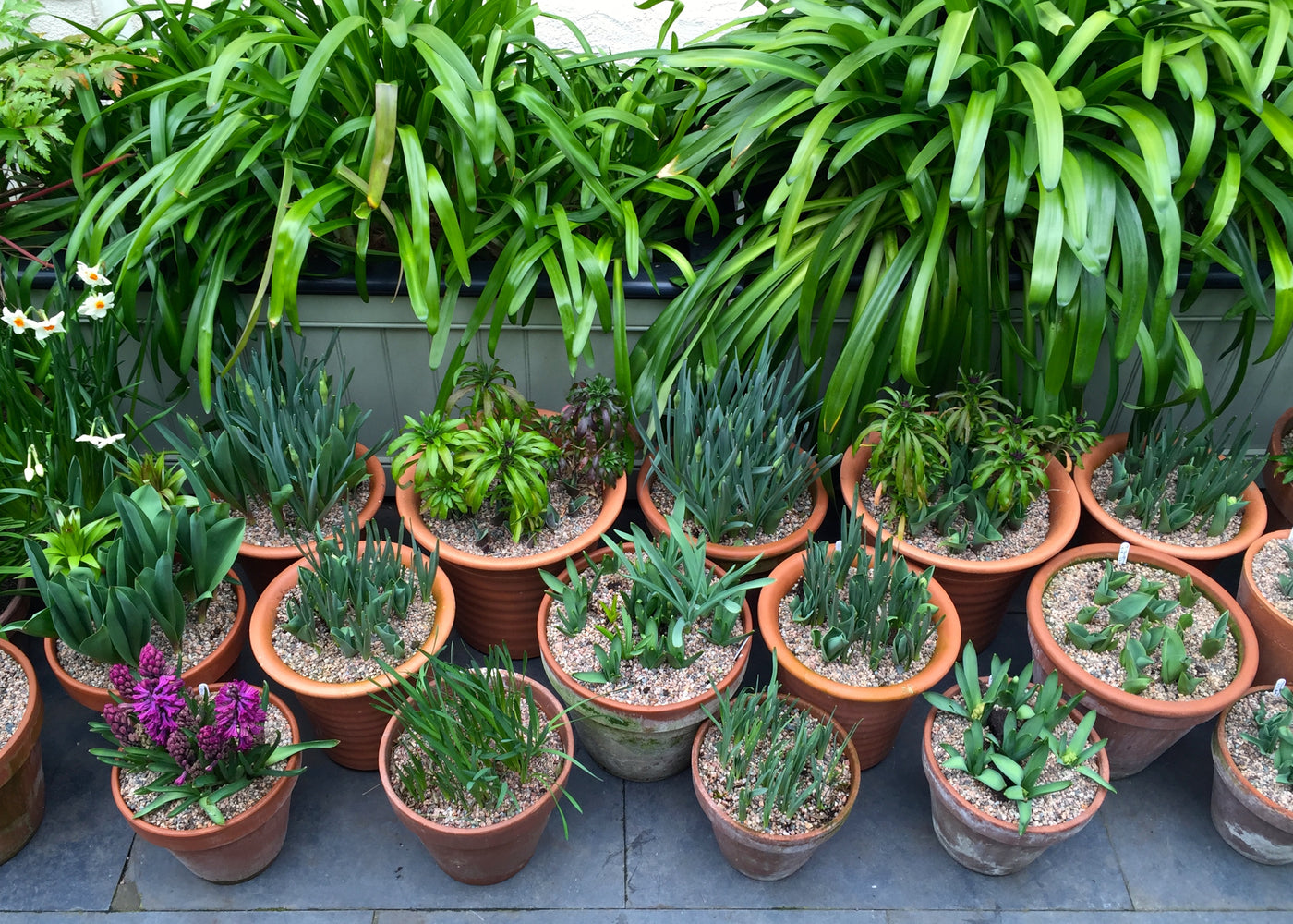 Potted Bulbs