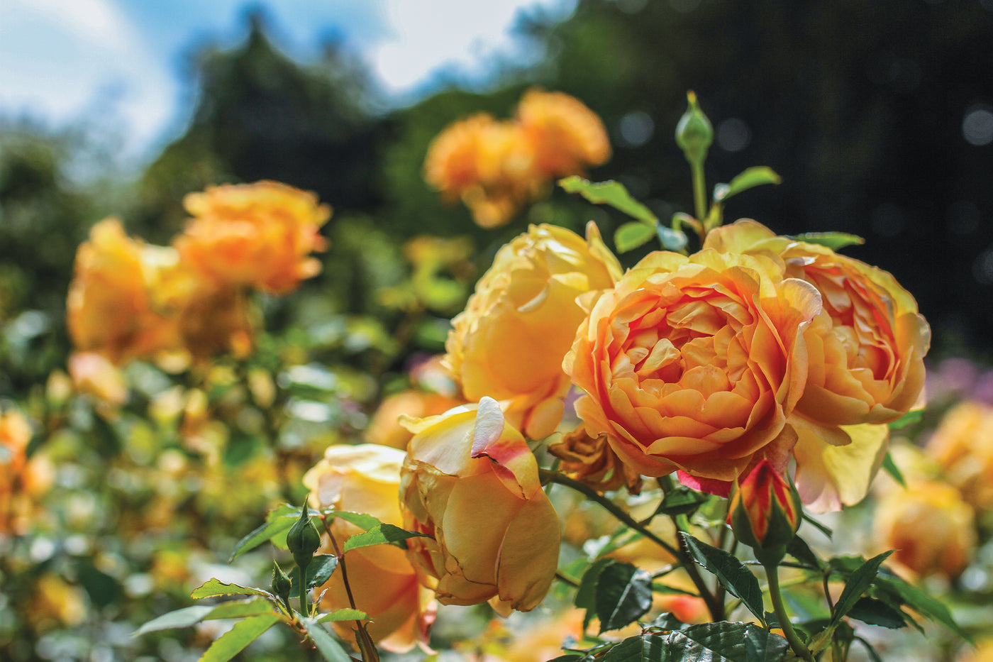 Roses