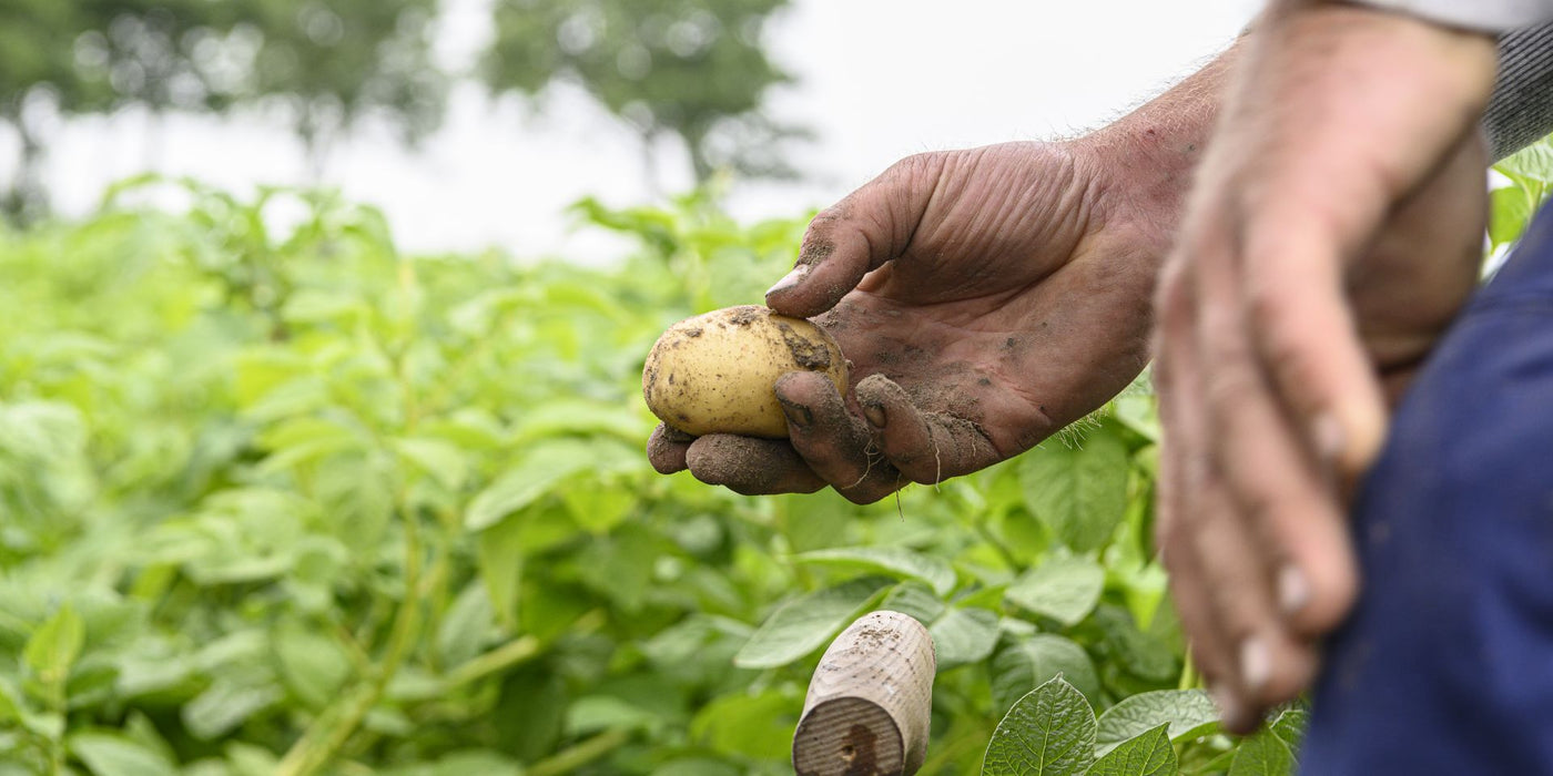 Seed Potatoes
