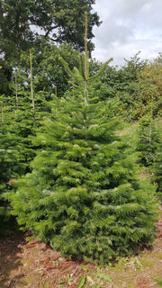 Nordman Christmas Tree 8-9ft