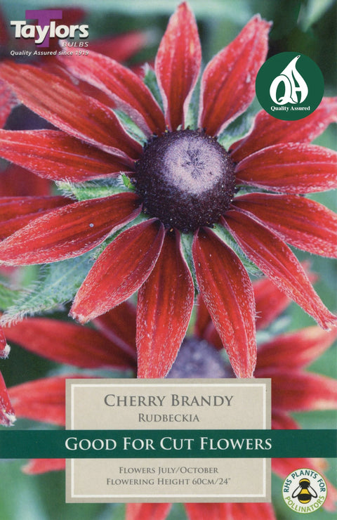 Rudbeckia Cherry Brandy