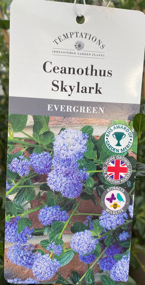 Ceanothus 'Skylark' 3L (and Californian Lilac)