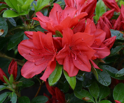 Azalea Evergreen Torchlight 3L