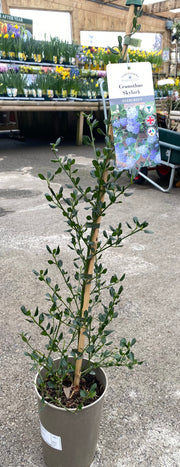 Ceanothus 'Skylark' 3L (and Californian Lilac)