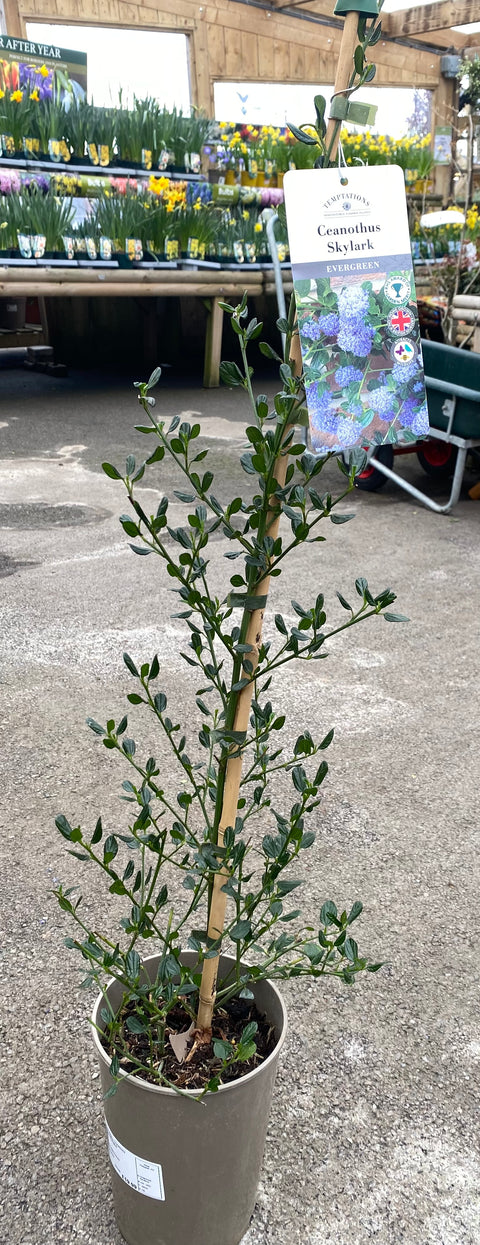 Ceanothus 'Skylark' 3L (and Californian Lilac)
