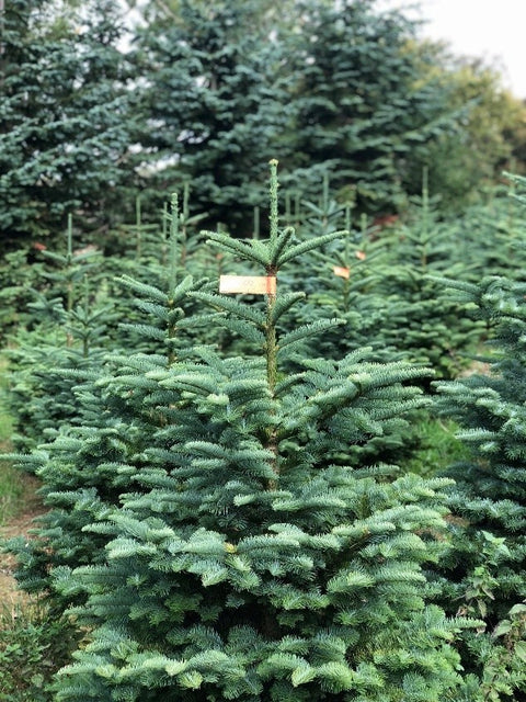 Noble Fir Christmas Tree 5-6ft