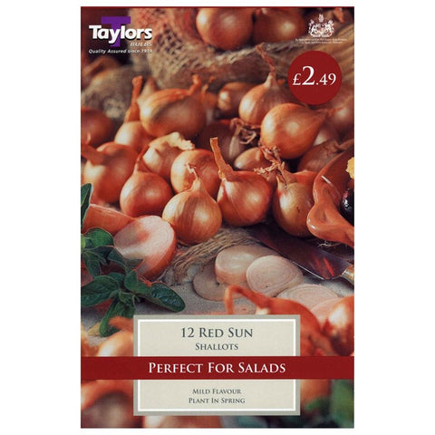 Shallots Red Sun