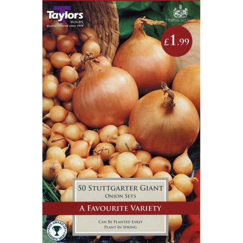Onion Stuttgarter Giant