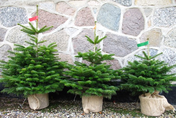 Pot Grown Nordman 80-100cm