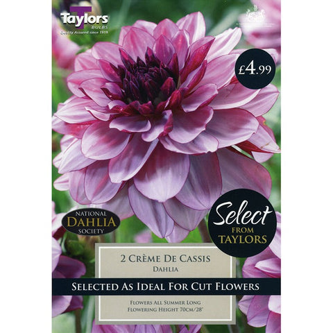 Select Premium Dahlia Creme De Cassis