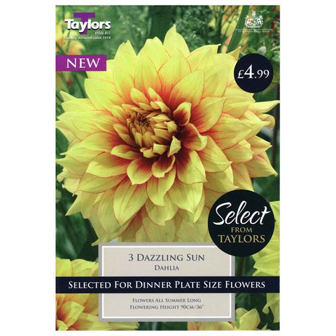 Select Premium Dahlia Dazzling Sun