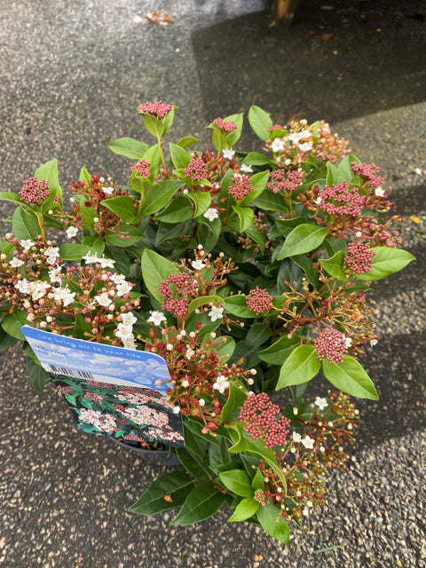 Viburnum tinus