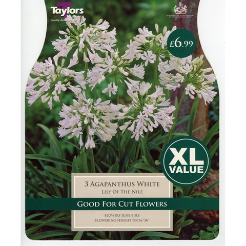 XL Agapanthus White