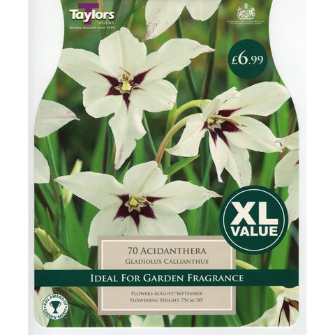 XL Gladiolus Callianthus