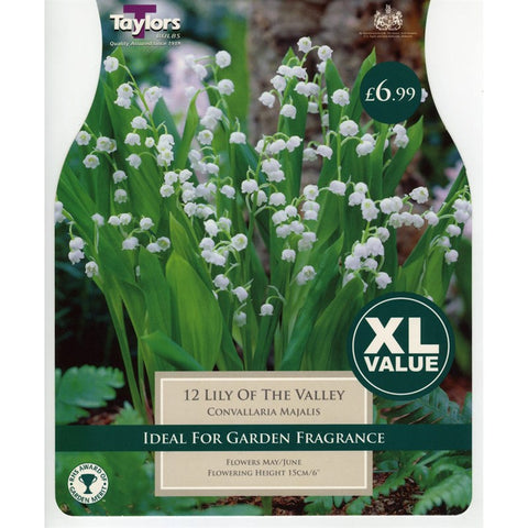 XL Lily of the Valley