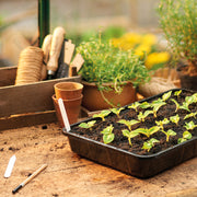 Grow it Rigid Seed Tray