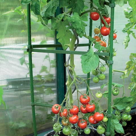 Tomato Cage Plant Support