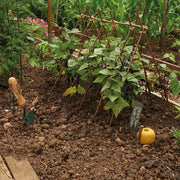 Willow Plant Sticks